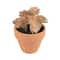 Mini Premade Succulents in Terra Cotta Pots, 6ct. by Ashland®